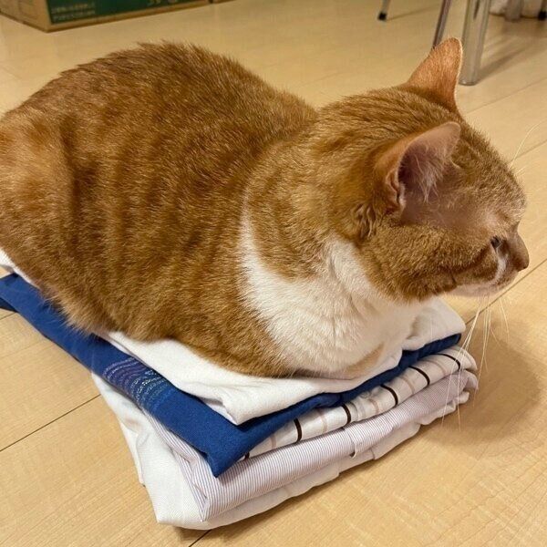 洗濯物の上でくつろぐトラちゃん