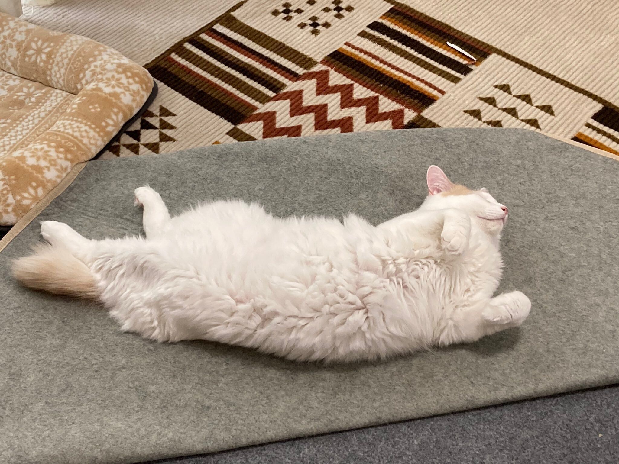 ホットカーペットの上でへそ天する猫（オス）