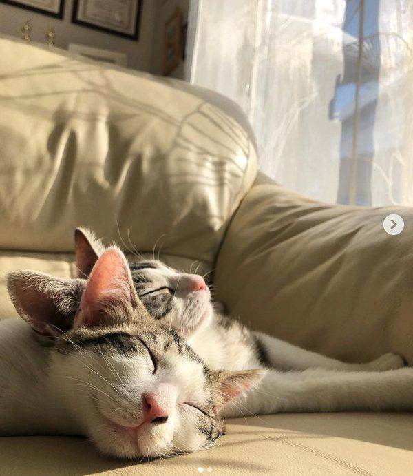 元保護猫・ココアちゃんとラテちゃん