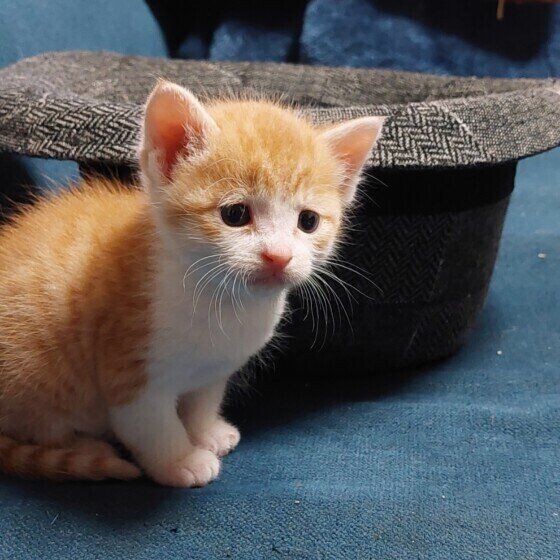 MIX 茶×白 ぼんちゃん