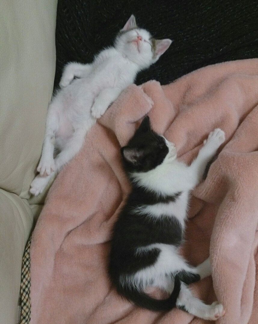 安心したように眠るはるちゃん、さくらちゃん