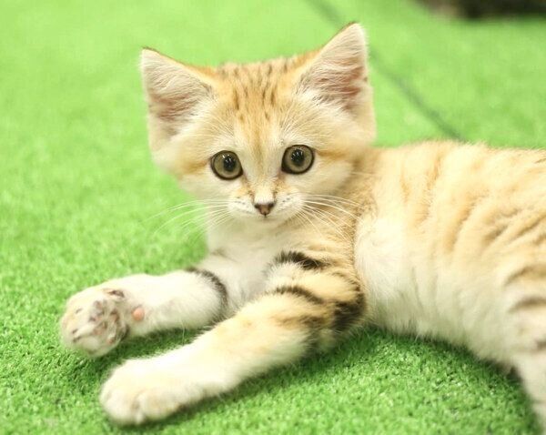 スナネコの赤ちゃん「アミーラちゃん」