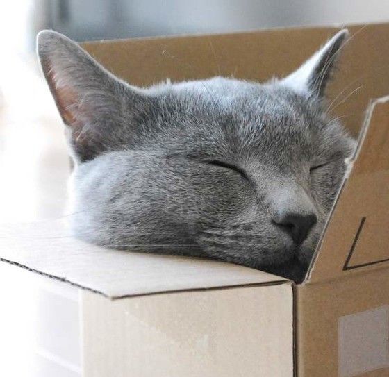 ミックスのニールくん