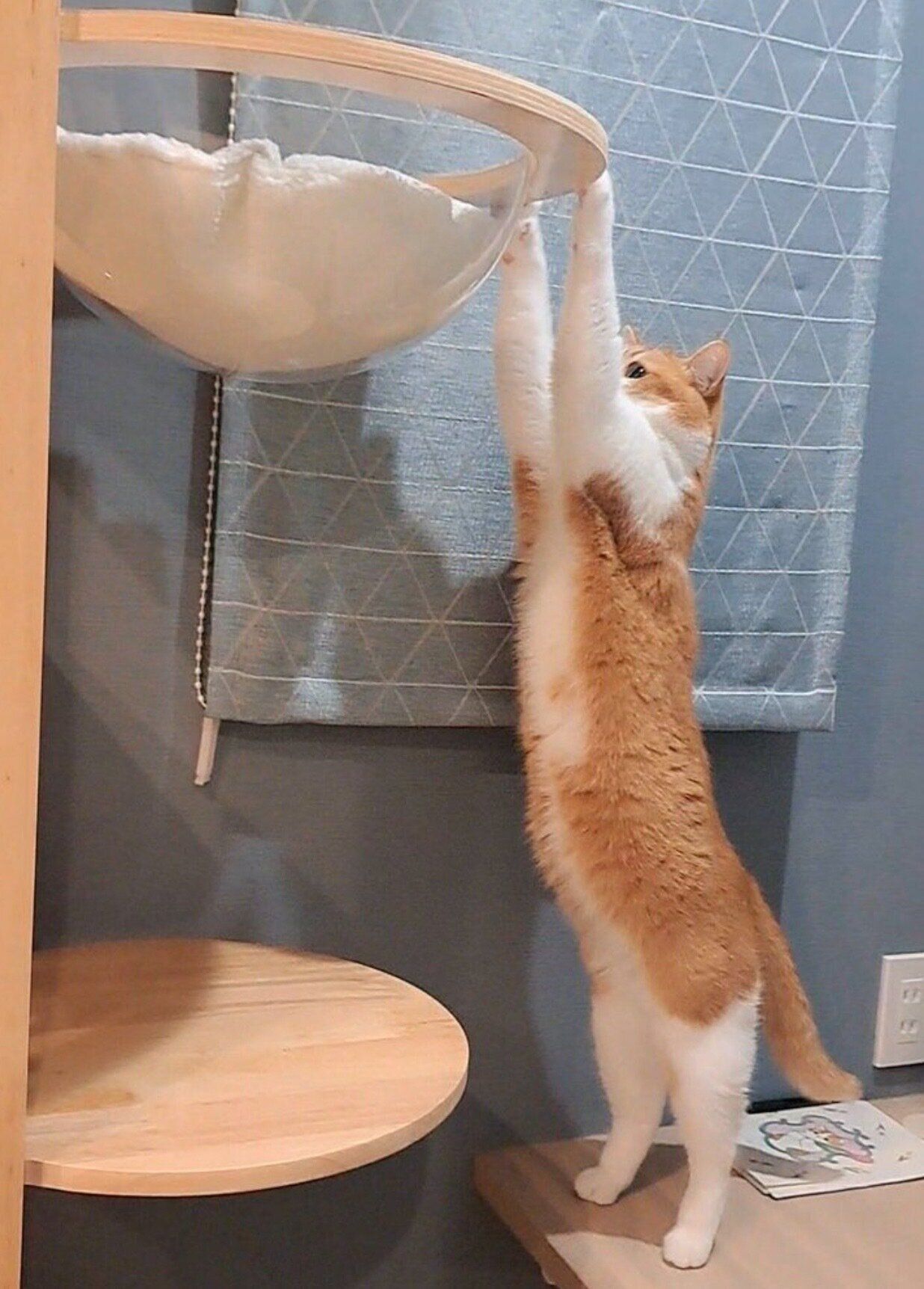 新しいキャットタワーに興味津々なもなかくん