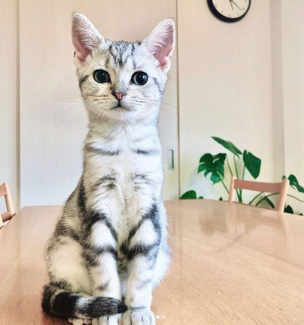 テーブルの上が好きな梅ちゃん