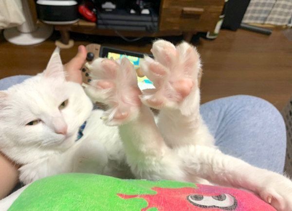 ゲームをする飼い主さんに足を伸ばすハク様