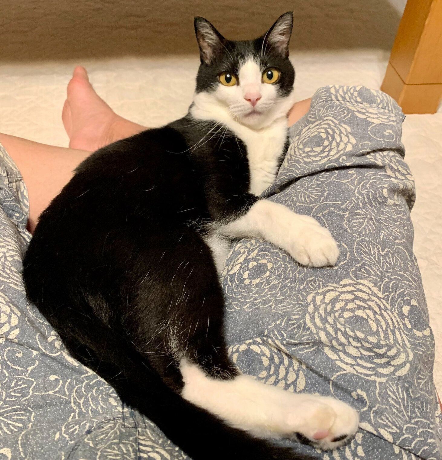 飼い主さんの膝の上でまったりするカツオくん