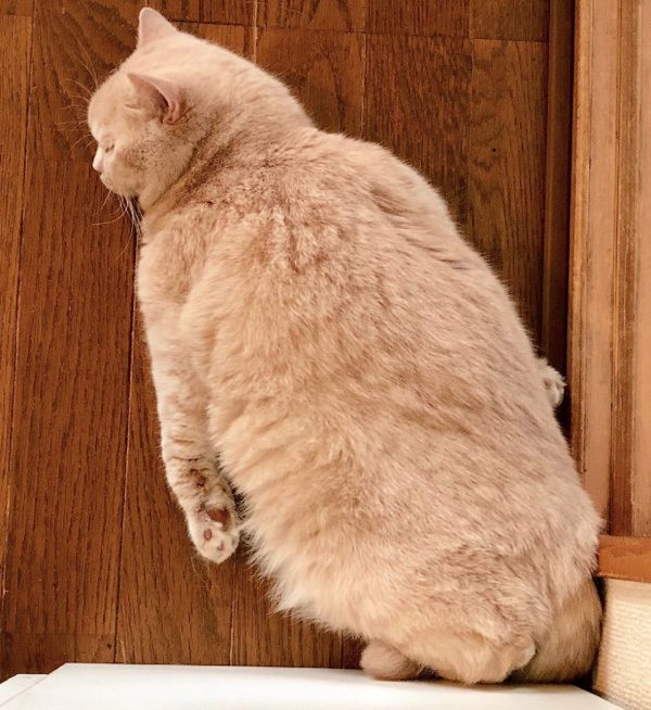 暑さに敏感な猫