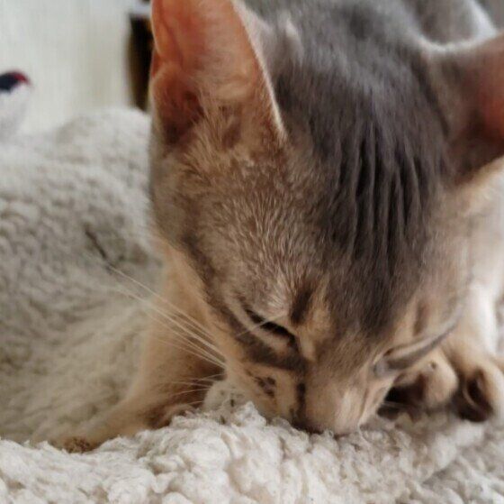 ふみふみするアビシニアン