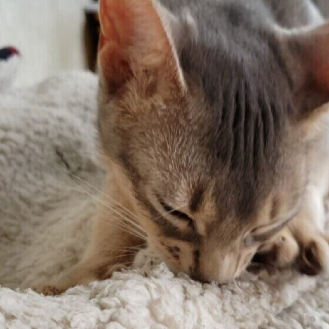 猫が ふみふみ したくなる人の特徴とは 獣医師が解説 ねこのきもちweb Magazine