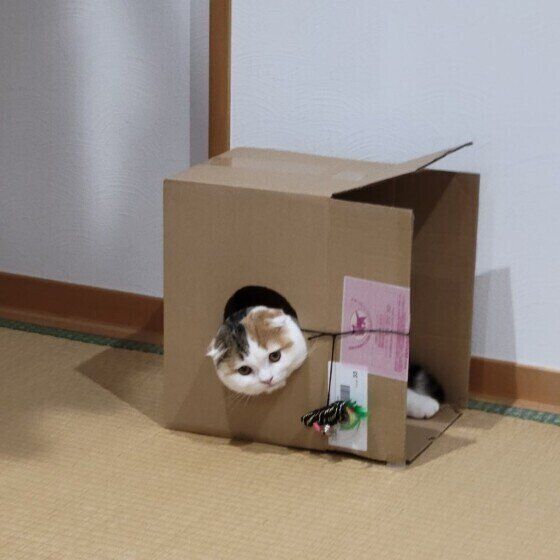 スコティッシュフォールドのいくらちゃん