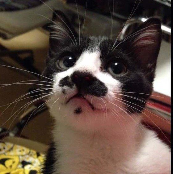 獣医師解説 猫の便秘とフードについて 原因 対処法 療法食の利用まで ねこのきもちweb Magazine