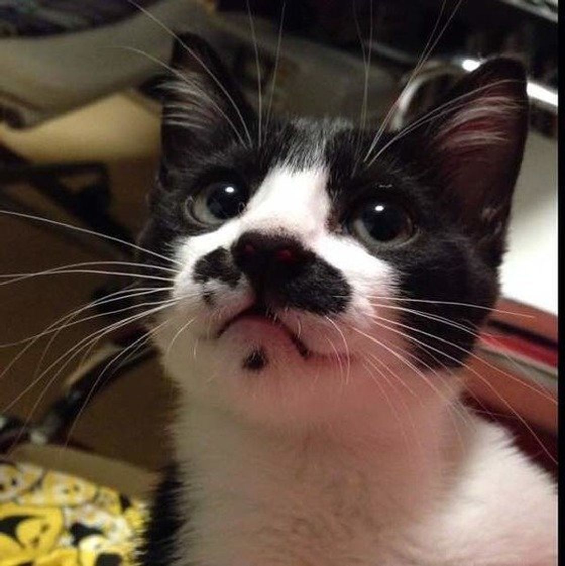 獣医師解説 猫の便秘とフードについて 原因 対処法 療法食の利用まで ねこのきもちweb Magazine 獣医師解説 猫の便秘とフードについて 原因 対処法 療法食の利用まで ねこのきもちweb Magazine