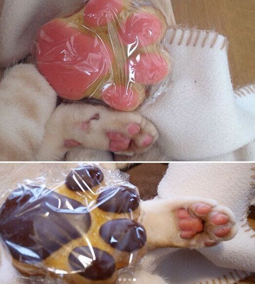 肉球マドレーヌ　with　肉球