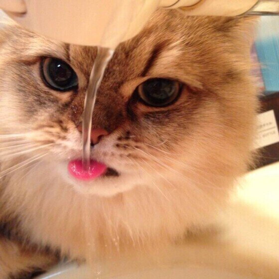 獣医師監修 猫にトマトを与えるときは注意が必要 与えるメリットとデメリットを解説 ねこのきもちweb Magazine 獣医師監修 猫にトマトを与えるときは注意が必要 与えるメリットとデメリットを解説 ねこのきもちweb Magazine