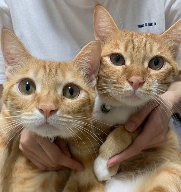 見つめるツムくん、サムくん