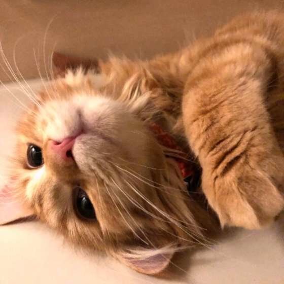 愛猫と一緒に移動。電車に乗るときのポイントは？｜ねこのきもちWEB 