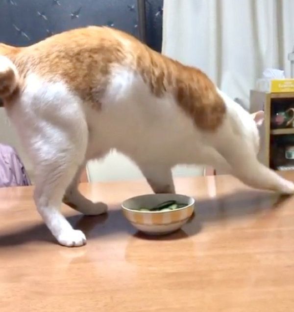 きゅうりに砂をかける猫