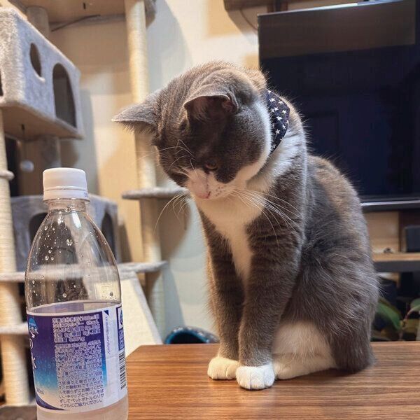 炭酸水を見つめるしらたまくん