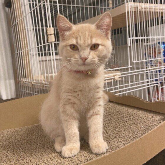 可愛い行動」も不満のサイン!? 飼い主の在宅ワークが猫に与える 
