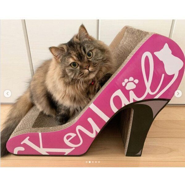 「KeyTail（キーテイル）の爪とぎ」