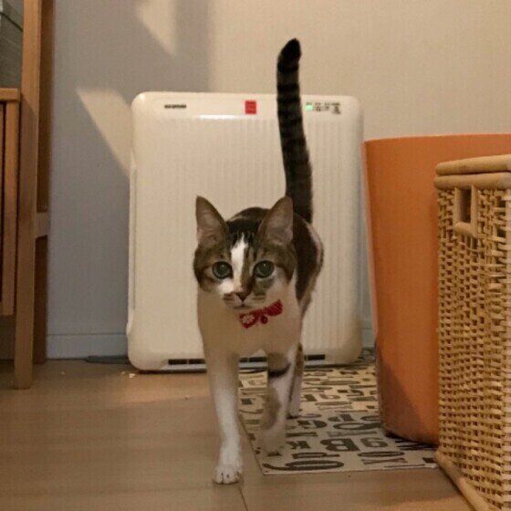 しっぽをピーンと立てるキジトラ猫