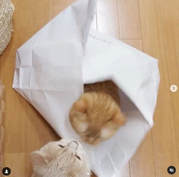 ネネちゃんに見つかってしまったココちゃん