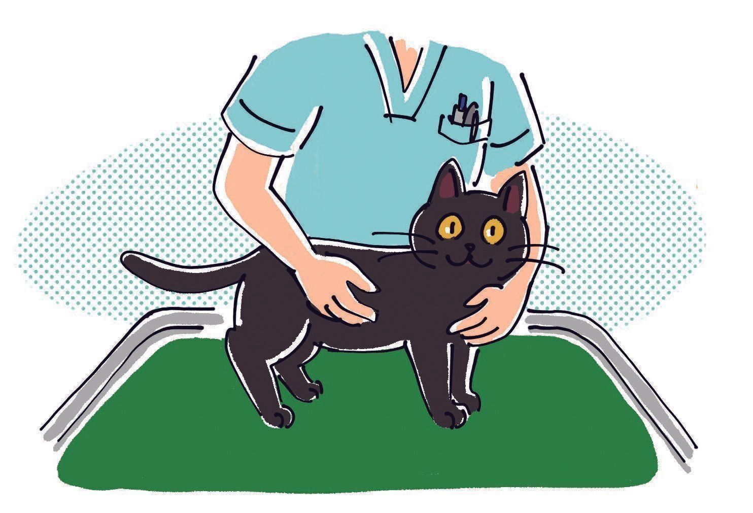 イラスト／はなさきロージー