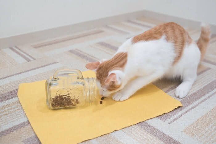 フードをかき出して食べる猫