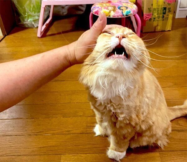 なでてもらうまめちゃん