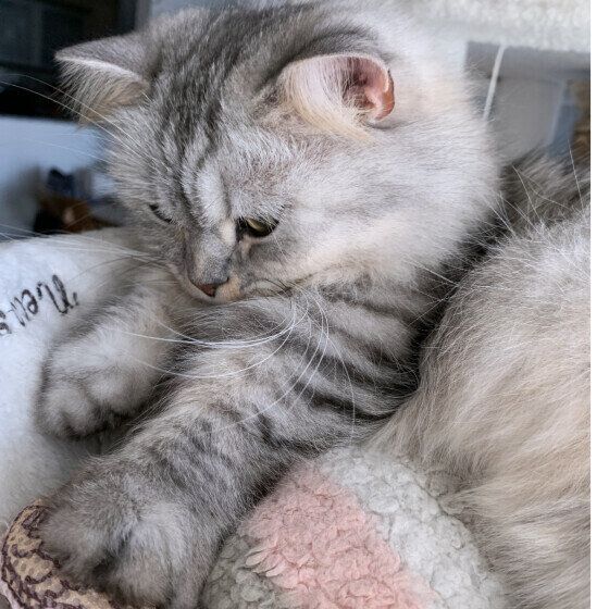 ふみふみするミヌエットのそらくん