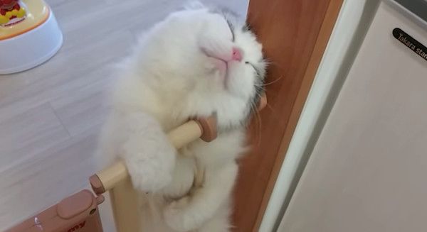 スリスリする猫