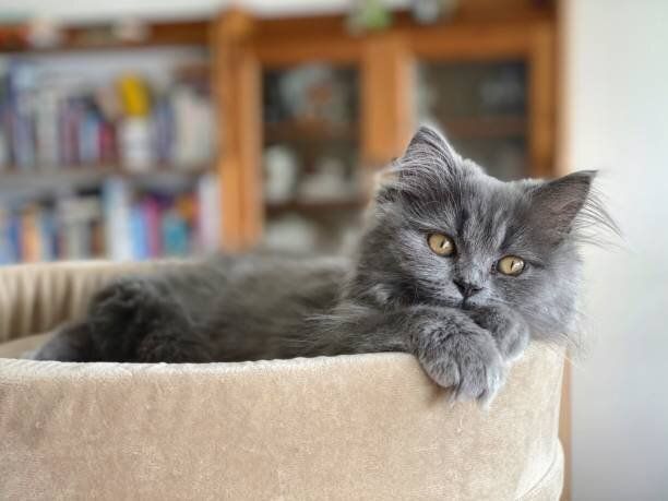 猫の木の上にペルシャの子猫。