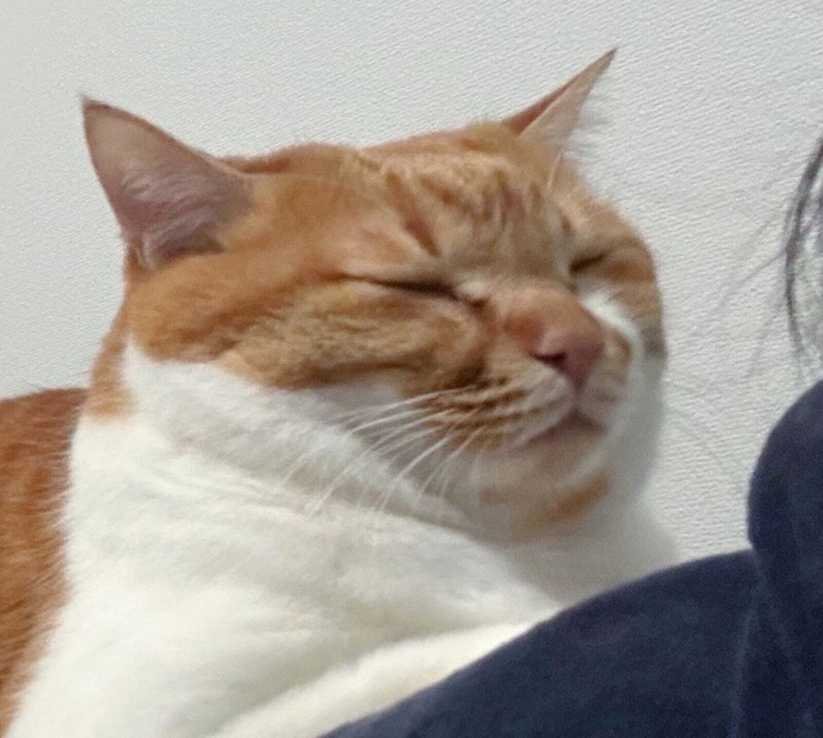 飼い主さんの背中に乗るきなこくん