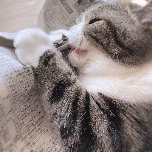 新聞の上に乗る猫