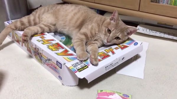 かまってほしい猫