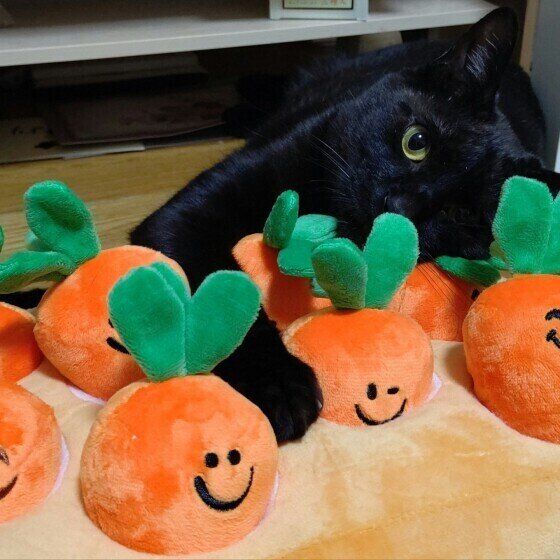 Mix（黒）のココくん♪