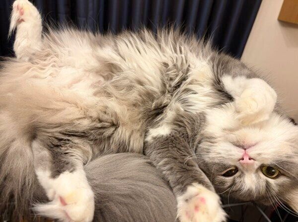 ヘソ天ポーズのソルちゃん