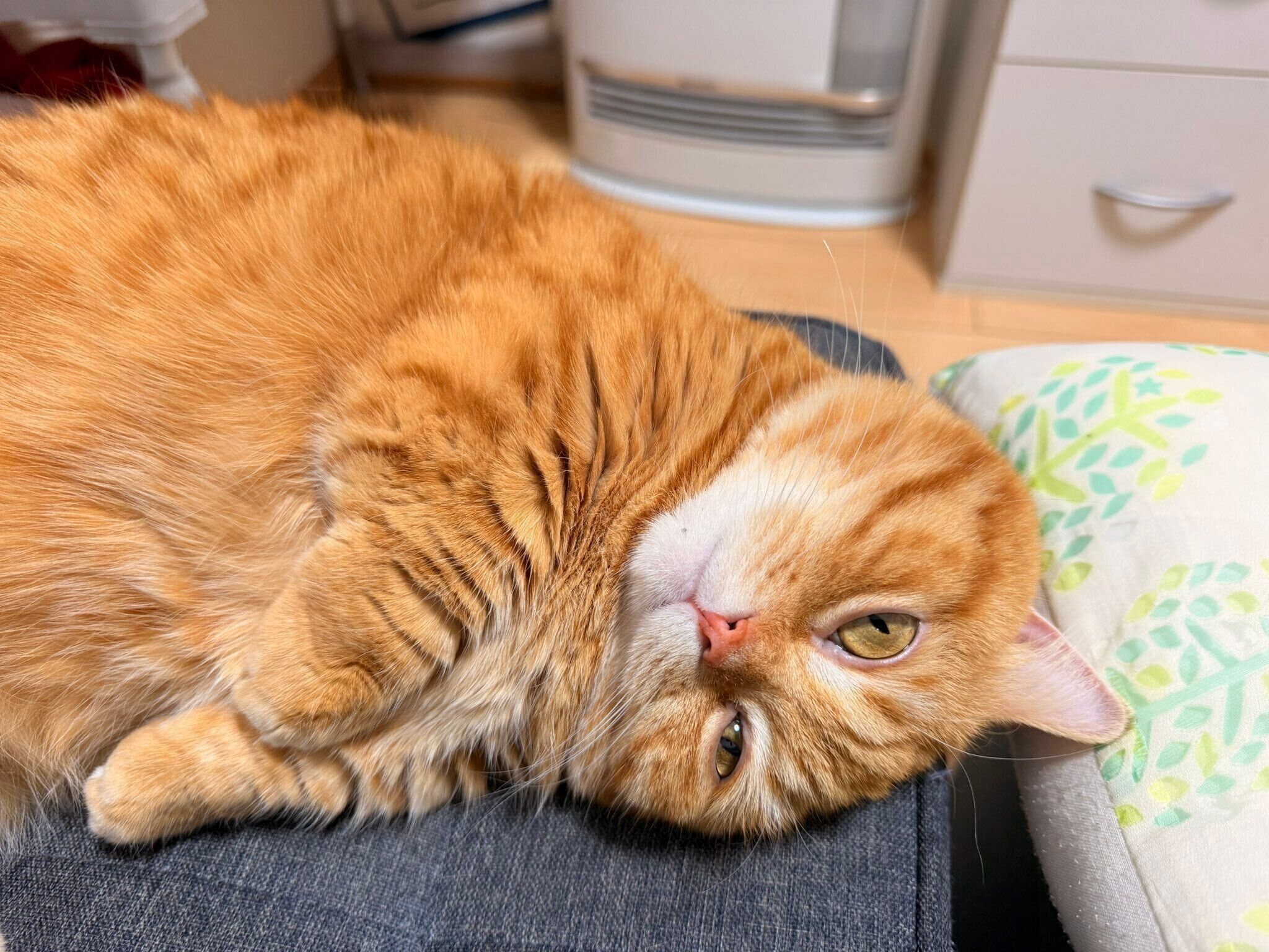 寝転がるぷてぃこちゃん