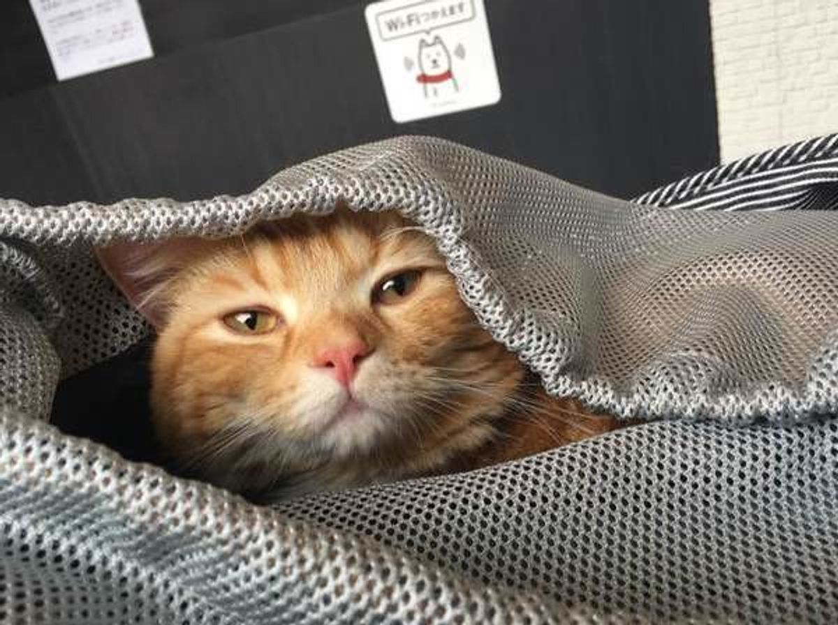 愛猫に緊急事態発生 ケガや事故に遭遇したときの状況別対処法 ねこのきもちweb Magazine