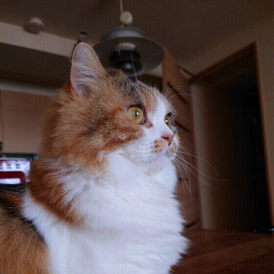 じっと見つめるれなちゃん