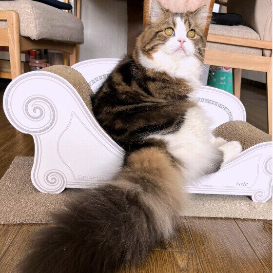 しっぽが立派なスコティッシュフォールド・ロングヘア