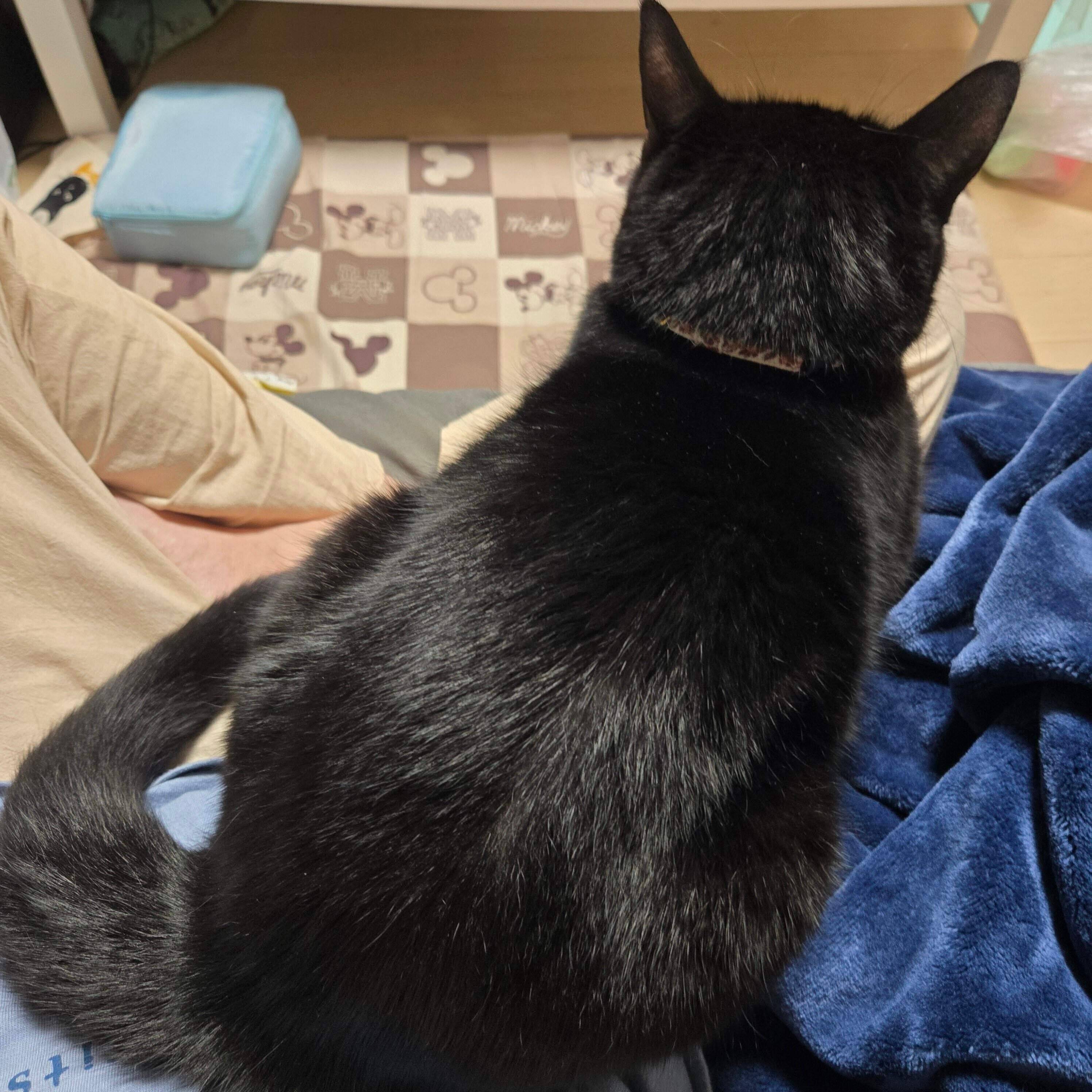 後ろ姿も可愛いのあるちゃん。