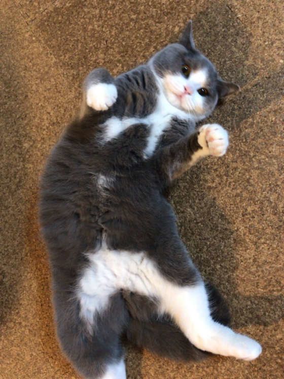 へそ天、ブリティッシュショートヘアのもも