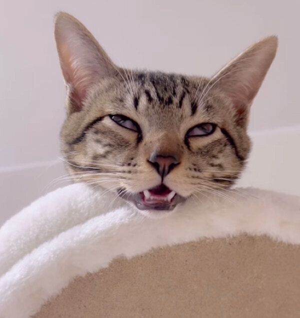 白目をむいて眠るイヴくん