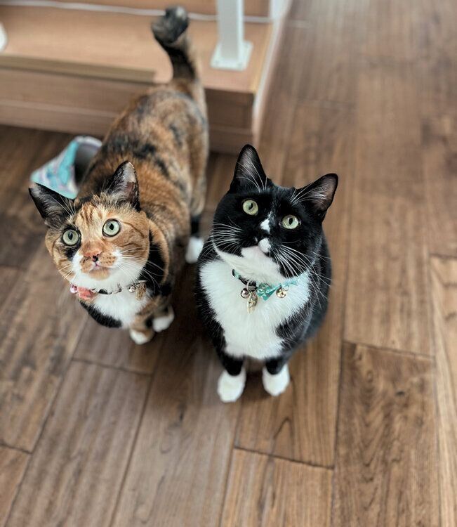 りんちゃん（写真左）・れんくん（写真右）