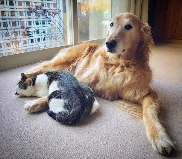 犬と猫が一緒に住むということ