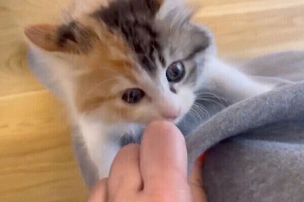 ごはんの催促が激しめのうなぎちゃん