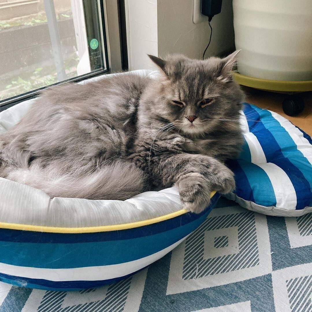 セルカークレックスのぼんちゃん