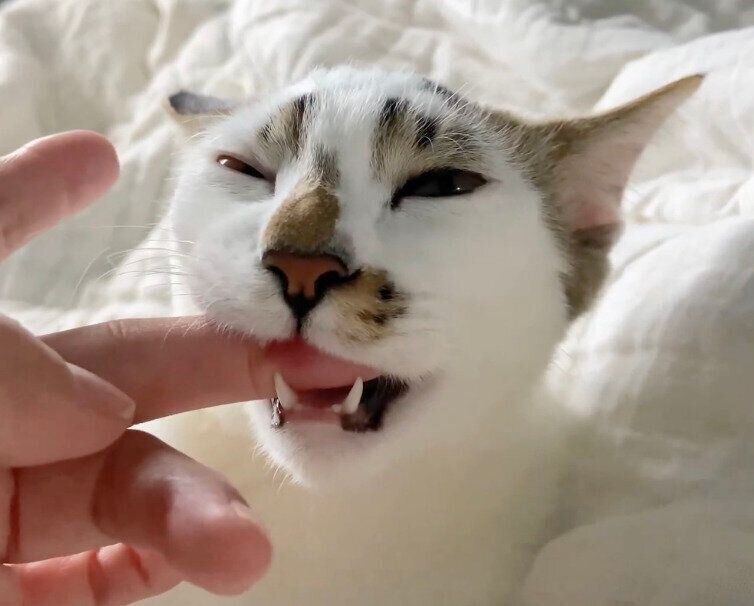 飼い主さんの指をチュパチュパするブキくん